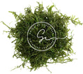 Swimming Creatures™ Live Aquarium Plants (Christmas Moss (25sq inch Portion))