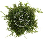 Swimming Creatures™ Live Aquarium Plants (Christmas Moss (25sq inch Portion))