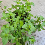 Orange Mint Plants Live, Mint Plants for Inside and Home Décor, 3-Inch Potted Fresh Herb for Kitchen Gardens and Indoor Outdoor Growing