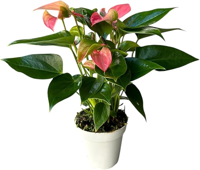 Anthurium (12"-14" Tall) Unique and Gorgeous Live Indoor Plant, Easy Care and Easy to Grow, Bloom Plant, 4 inch Pot (Pink Matata)