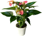 Anthurium (12"-14" Tall) Unique and Gorgeous Live Indoor Plant, Easy Care and Easy to Grow, Bloom Plant, 4 inch Pot (Pink Matata)