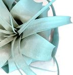 XL Xerographica Colored Air Plant, Live Tillandsia House Plant, Easy Care Indoor Outdoor, Great Gift, Healthy Arrival Guaranteed (Jade)
