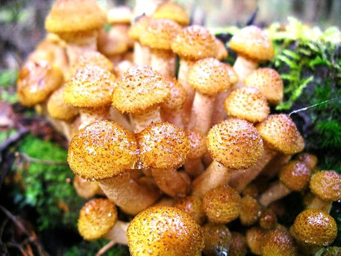 Root Mushroom Farm- Mushroom Liquid Cultures/Bulbous Honey(Armillaria gallica)