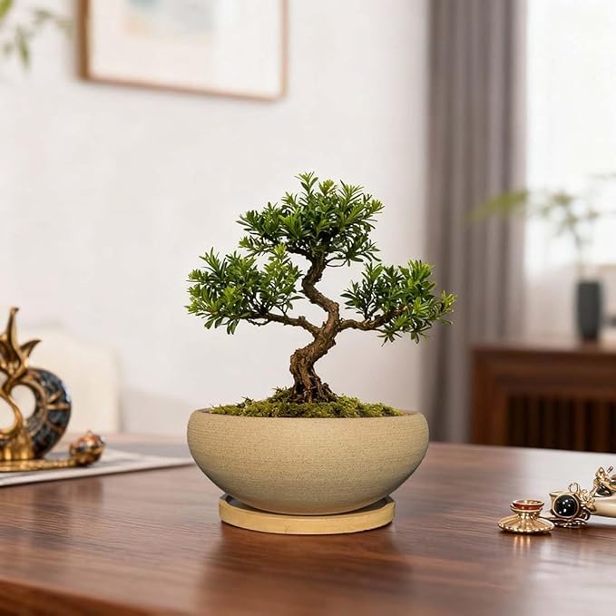 MUZHI 2 Pack Round Unglazed Ceramic Bonsai Pot with Bamboo Tray 8"+6.5", Large Rough Pottery Succulent Planter with Drainage Hole