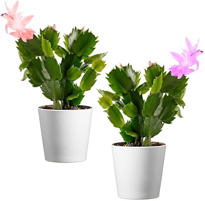 American Plant Exchange Live Christmas Cactus 2-Pack – 4-Inch Pot Cover – Easy Care Flowering Succulents with Festive Blooms for Holiday Home Décor, Kitchens, Offices & Indoor Winter Displays