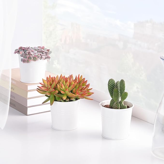Live Succulents Sedum Adolphi 'Firestorm' (4-inch), Succulent Plants Fully Rooted in Pots with Soil, Easy-Care House Plant for DIY, Home Office Decor, Wedding Party Favor