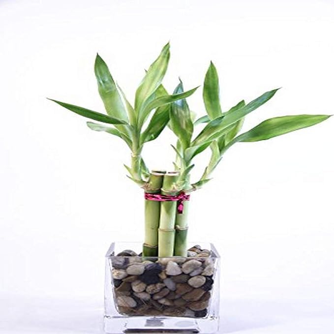 Athena's Garden Good Health Bamboo Arrangement