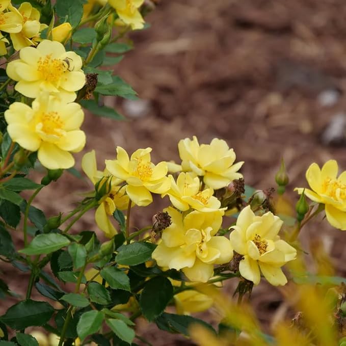 Fragrant Yellow Rose Plant Live Bush Shrub, Old-Fashioned Rose Summer Rebloomer in 4 Inch Pot