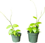 Hoya Fitchii - Rare & Easy-to-Care Wax Plant | Stunning Veined Foliage | Indoor Air Purifying Plant | Live Houseplant | CA Seller (Multiple Plants/Stems, 6" Hanging Pot)