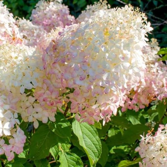 Hydrangea Live Plant, 6-12 Inch Tall, Hardy Flowering Shrub in 2.5" Pot, Outdoor Garden Hydrangea Bush (Pink White Hydrangea)