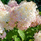 Hydrangea Live Plant, 6-12 Inch Tall, Hardy Flowering Shrub in 2.5" Pot, Outdoor Garden Hydrangea Bush (Pink White Hydrangea)