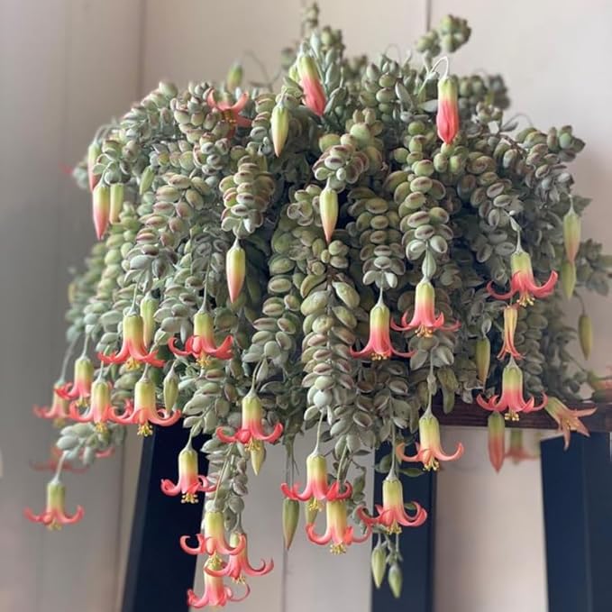 Cotyledon Pendens Succulent Plant Live – 4 Inch Pot | Rare Trailing Houseplant | Easy-Care Indoor Succulent