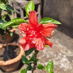 2 Rose of Sharon Tree Live Plant - Red Althea | 1–2 Feet Tall Flowering Shrubs | Red Hibiscus Syriacus for Outdoor Planting and Garden Beds