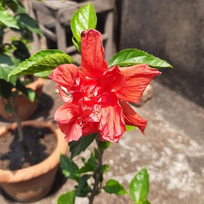 2 Rose of Sharon Tree Live Plant - Red Althea | 1–2 Feet Tall Flowering Shrubs | Red Hibiscus Syriacus for Outdoor Planting and Garden Beds
