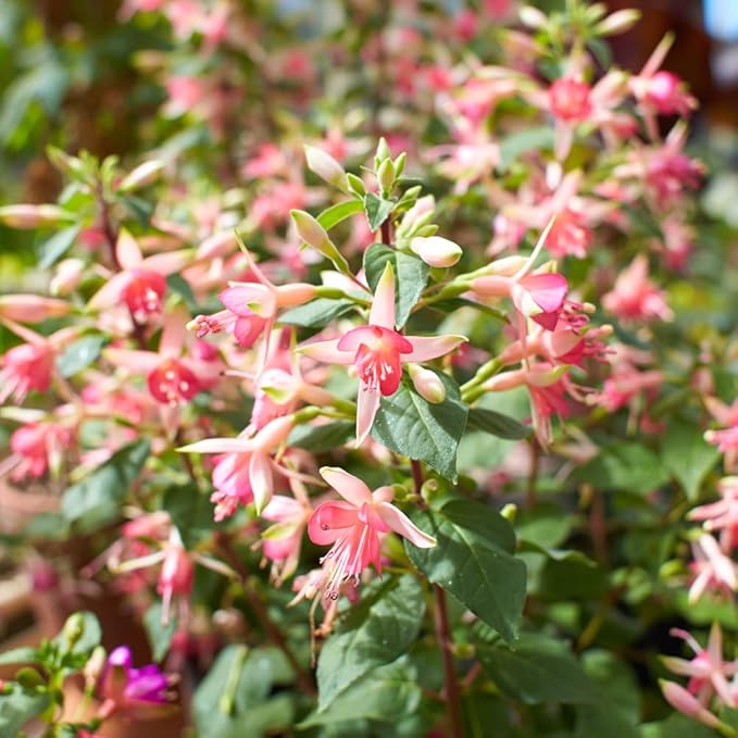 2 Fuchsia Plants, Live Fragrant Fuchsia Flower Bush Shrub, 3-6 Inches Tall (Pink)