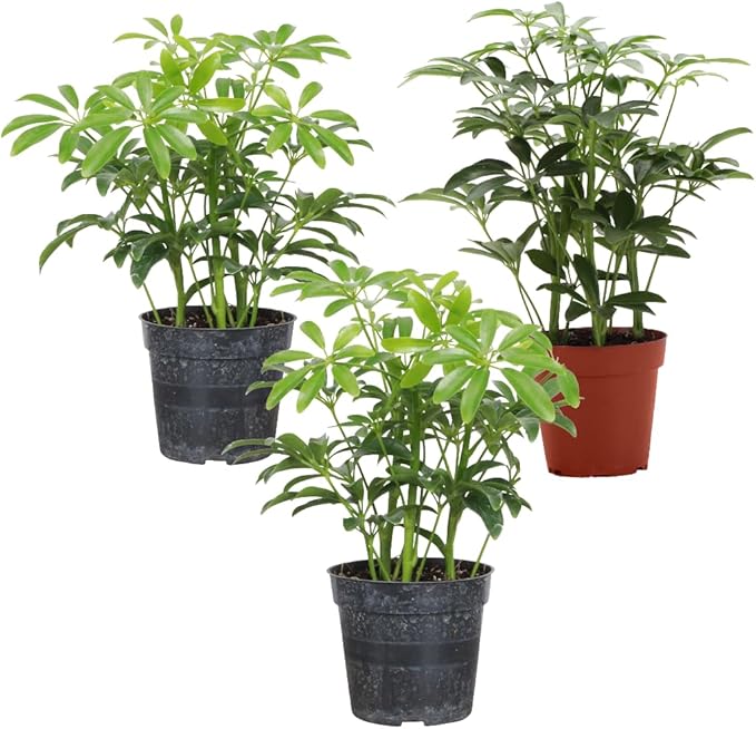 Thorsen's Greenhouse Live Arboricola Umbrella Tree Plant, Schefflera Arboricola, Natural Air Purifier, Easy to Grow, Live Indoor Houseplant, 4-inch Diameter (3 Pack Nursery Pots)