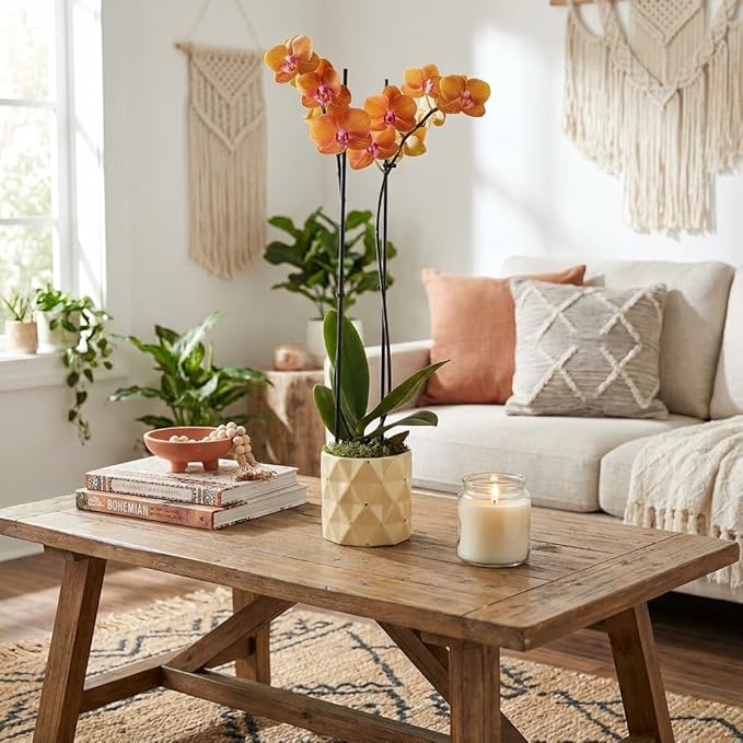 Wild Interiors Green Circle Growers 5IN Premium Salmon Orchid in Soleil Yellow Ceramic Pot | Live Indoor Orchid Plant with Decorative Planter | Modern Home Décor Gift Plant