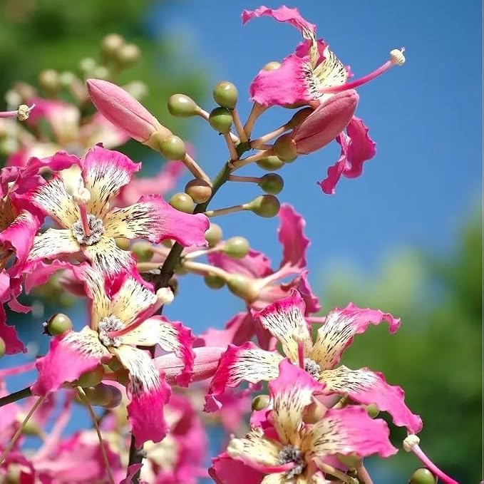 Silk Floss Tree Live Ceiba Speciosa Orchid Like Pink Bloom Flowering 3-4 Feet 1 Gallon Pot