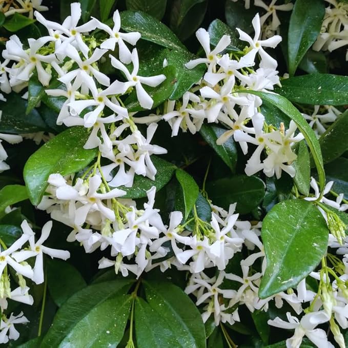 2 Jasmine Plants Live, Climbing Jasmine Flower Plant, Zone 4 to 11, 5 to 7 Inc in Height (Star)
