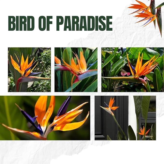 Bird of Paradise Plants - Live Tropical Ornamental Houseplant, 6-8" Indoor and Outdoor Planting, Zones 9-11 (Orange)