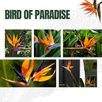 Bird of Paradise Plants - Live Tropical Ornamental Houseplant, 6-8" Indoor and Outdoor Planting, Zones 9-11 (Orange)