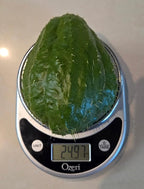 Rare Black/Dark Green Chayote – King Kong Early Variety – Sprouted & Ready to Grow – Live Chayote Squash (Pack of 2)