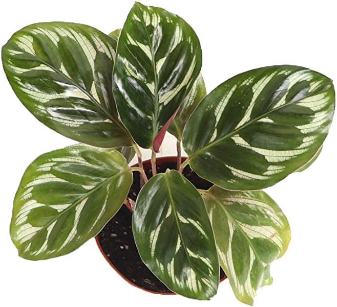 Calathea Peacock Makoyana- 2'' from California Tropicals