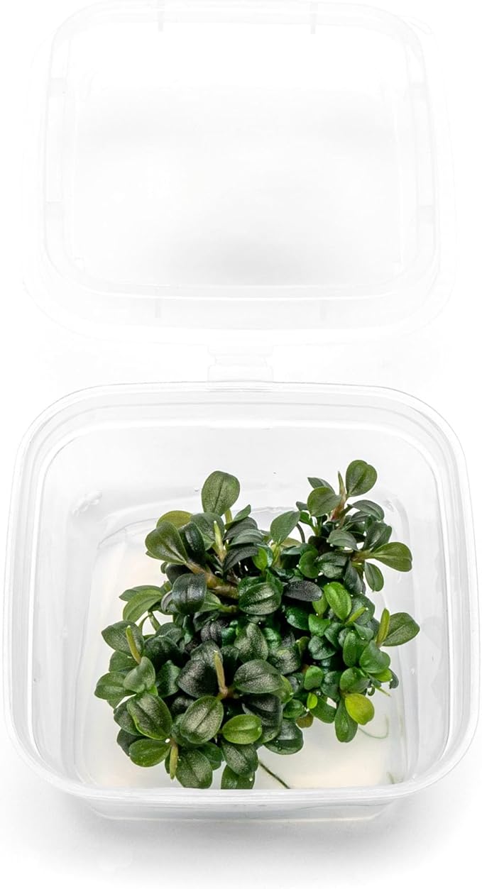 Ultum Nature Systems Live Tissue Culture - Bucephalandra Kedagang Round Mini - Easy Care - Low to Medium Light - Dark Green and Red Accent - Foreground - 100% Snail Free Grown in-Vitro - Small Cup