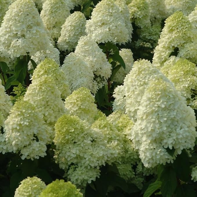 2 Limelight Hydrangea Tree Live Plants | 1-2ft Bare Root Seedlings | Low Maintenance Flowering Shrub | Well-Rooted Tree for Landscapes | Dormant Plant