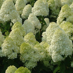 2 Limelight Hydrangea Tree Live Plants | 1-2ft Bare Root Seedlings | Low Maintenance Flowering Shrub | Well-Rooted Tree for Landscapes | Dormant Plant
