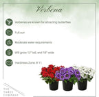Live Flowering Verbena - Grower's Choice Assorted Colors (3 Plants Per Pack) - Healthy Flowering Plant - Beautiful Spring Color - 10" Tall by 5" Wide in 1Qt Pot