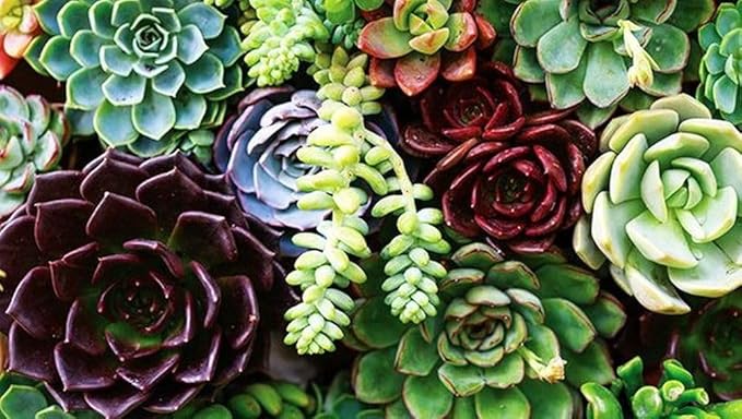 200 pcs Rare Mixed Mini Succulents Seeds for Bonsai & Ornamental Plants - Grow Your Stunning Garden