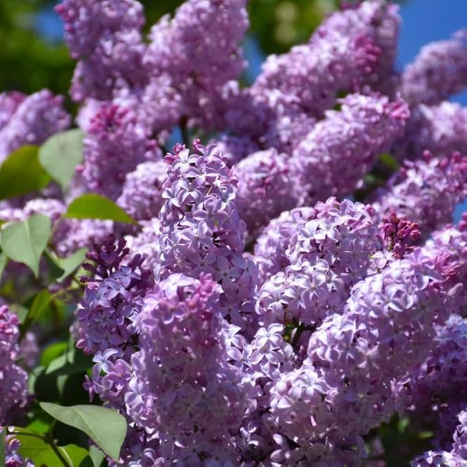 Live Old Fashion Lilac Plant, Live Lilac Bush 8-12 Inches Tall, Purple Fragrant Flowers, Well Rooted