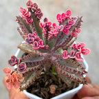 Kalanchoe Plant Live, Mother of Thousands Live Plant in 2" Pot, Rare Succulent Indoor Houseplant (Pink Butterfly Kalanchoe)