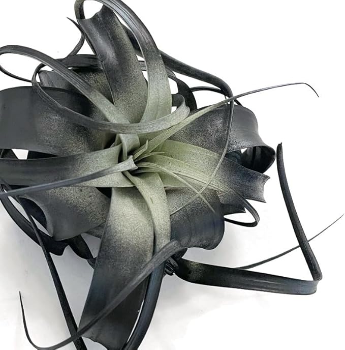 XL Xerographica Colored Air Plant, Live Tillandsia House Plant, Easy Care Indoor Outdoor, Great Gift, Healthy Arrival Guaranteed (Black)