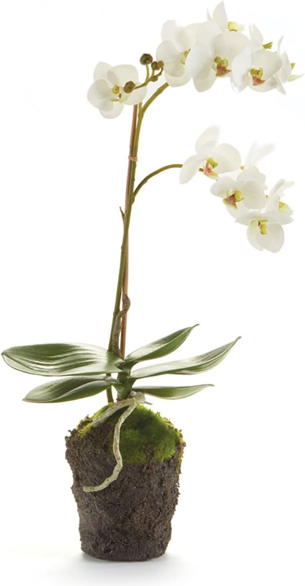 Napa Home & Garden Conservatory PHALAENOPSIS Orchid Drop-in 17-INCH 17 Inch White