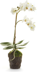 Napa Home & Garden Conservatory PHALAENOPSIS Orchid Drop-in 17-INCH 17 Inch White