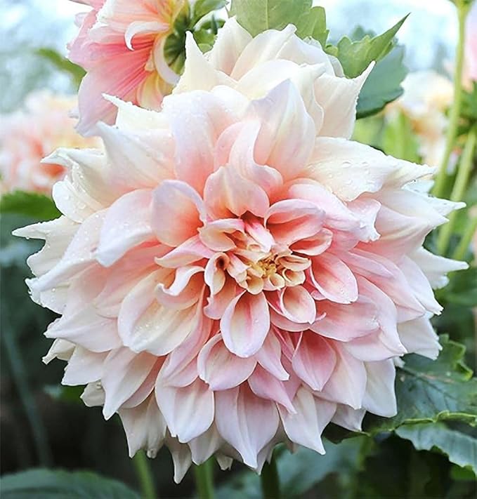 Break Out Dahlia - 5 Gallon Size Bare Root Tuber Multi-Color - Vibrant Multi-Colored Blooms for Spring Planting 2025 - Large Tuber for Stunning Garden Displays