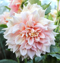 Break Out Dahlia - 5 Gallon Size Bare Root Tuber Multi-Color - Vibrant Multi-Colored Blooms for Spring Planting 2025 - Large Tuber for Stunning Garden Displays