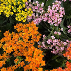 1000 pcs Kalanchoe blossfeldiana Seeds - Vibrant Blooming Drought Resistant Succulent Seeds for Indoor Gardening, Outdoor Planters & Desk Decor