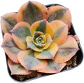 Live Succulent Cactus Plants from USKC (2" Pot) (Aeonium Sunburst)