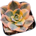 Live Succulent Cactus Plants from USKC (2" Pot) (Aeonium Sunburst)