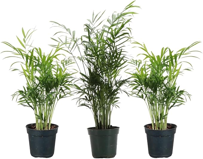 Thorsen's Greenhouse Parlor Palm Plant, Live Indoor Plant, Neanthe Bella Palm, Natural Air Purifier, Easy to Grow, Pet Safe Plant, 4-inch Diameter Pot (3 Pack Nursery Pot)