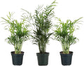 Thorsen's Greenhouse Parlor Palm Plant, Live Indoor Plant, Neanthe Bella Palm, Natural Air Purifier, Easy to Grow, Pet Safe Plant, 4-inch Diameter Pot (3 Pack Nursery Pot)
