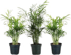 Thorsen's Greenhouse Parlor Palm Plant, Live Indoor Plant, Neanthe Bella Palm, Natural Air Purifier, Easy to Grow, Pet Safe Plant, 4-inch Diameter Pot (3 Pack Nursery Pot)