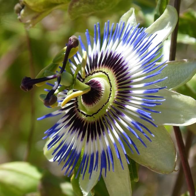 Passion Flower Plant Live, Passiflora Flowering Vine, Trailing Passion Flowers 4 to 8 Inch Tall (Rare Blue)