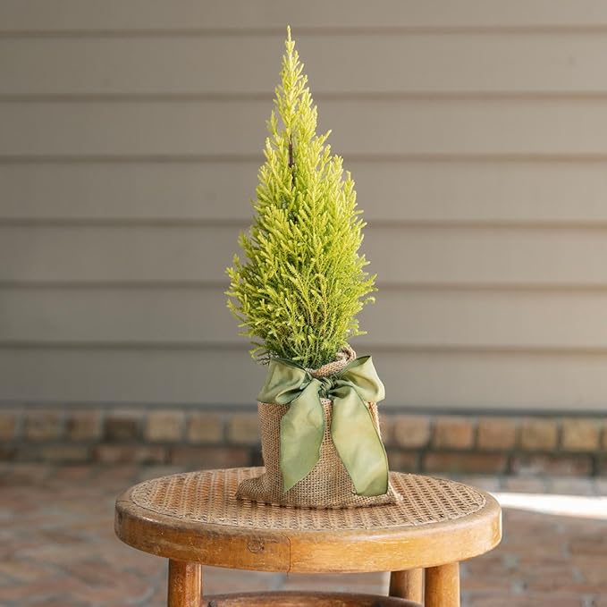 Lemony Christmas Tree. Lemon Cypress 'Goldcrest' (Cupressus Macrocarpa) - Vibrant Yellow-Green Foliage, Citrus Scent, Indoor/Outdoor (2 Cypress-Lemon Cups)