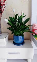 Yukfona Ceramic Plant Saucer Pot Tray Blue 2pcs-12 Inch, Planter Saucers 4 5 6 7 8 9 10 11 12 Inch for Indoors Outdoor, Durable Sturdy Flower Drainage Tray for Glazed Pots Base (12.5 Inch-Blue)