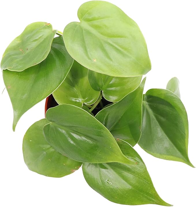 Philodendron Cordatum - 4" from California Tropicals