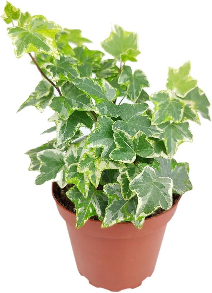 Golden English Ivy (4 inch) - Air-Purifying Houseplants - 4/6 inch Unique Live Decorative Houseplants - Low-Maintenance Indoor Plants, House Warming Gift, Natural Air Purifier